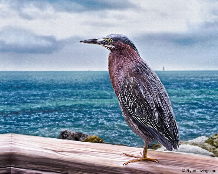 Key-West-Green-Heron_RyanLivingston