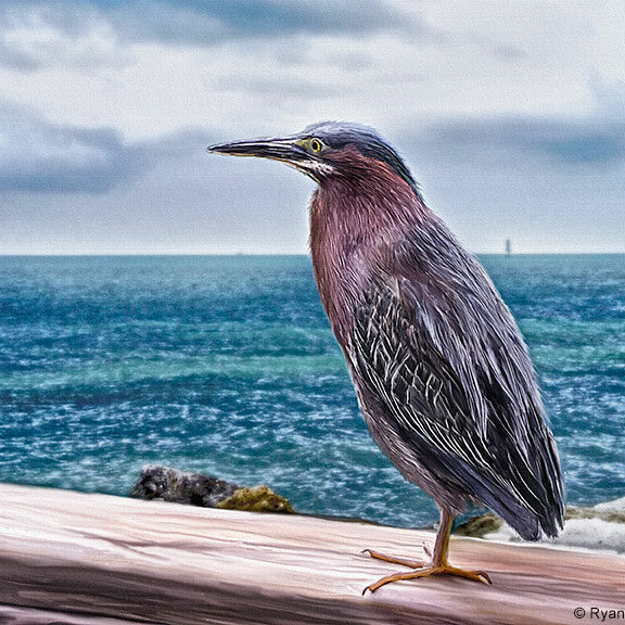 Key-West-Green-Heron_RyanLivingston